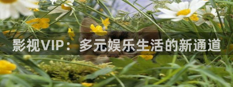 日本二区高清不卡码：影视VIP：多元娱乐生活的新通道